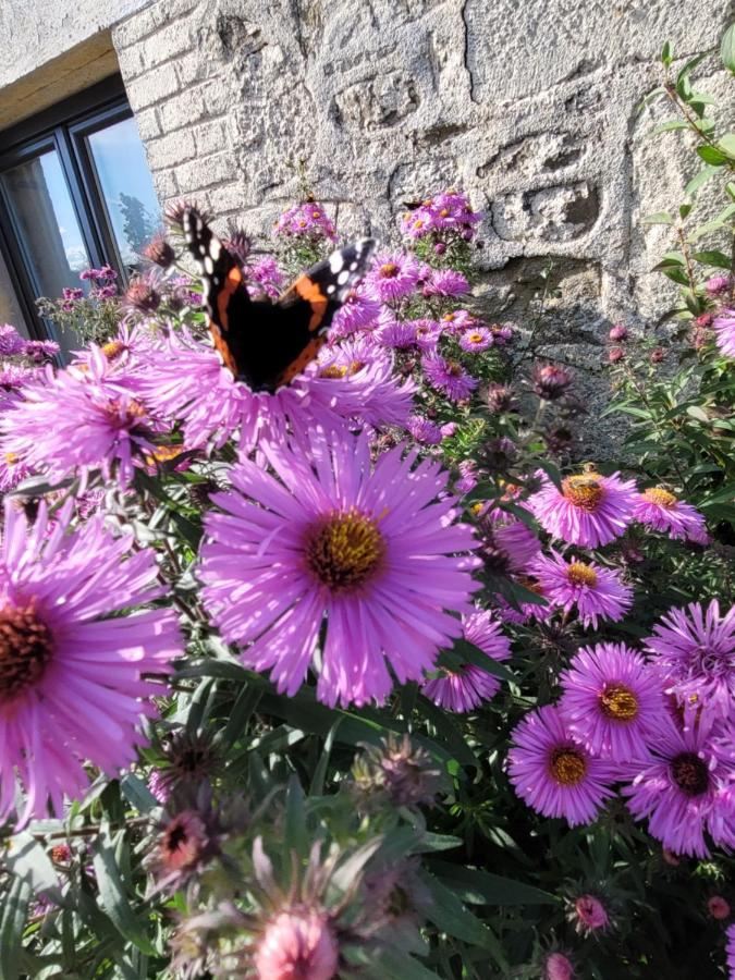 Studio Bienvenue Du Cote De Chez Nous Avec Jardin Privatif Wignehies Eksteriør bilde