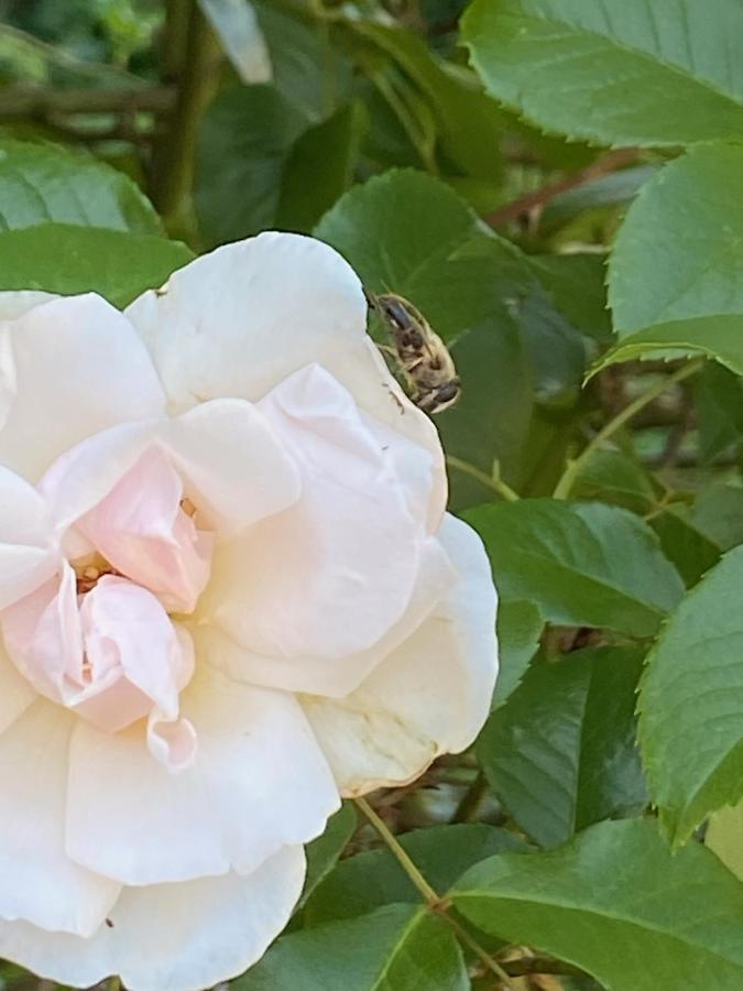 Studio Bienvenue Du Cote De Chez Nous Avec Jardin Privatif Wignehies Eksteriør bilde