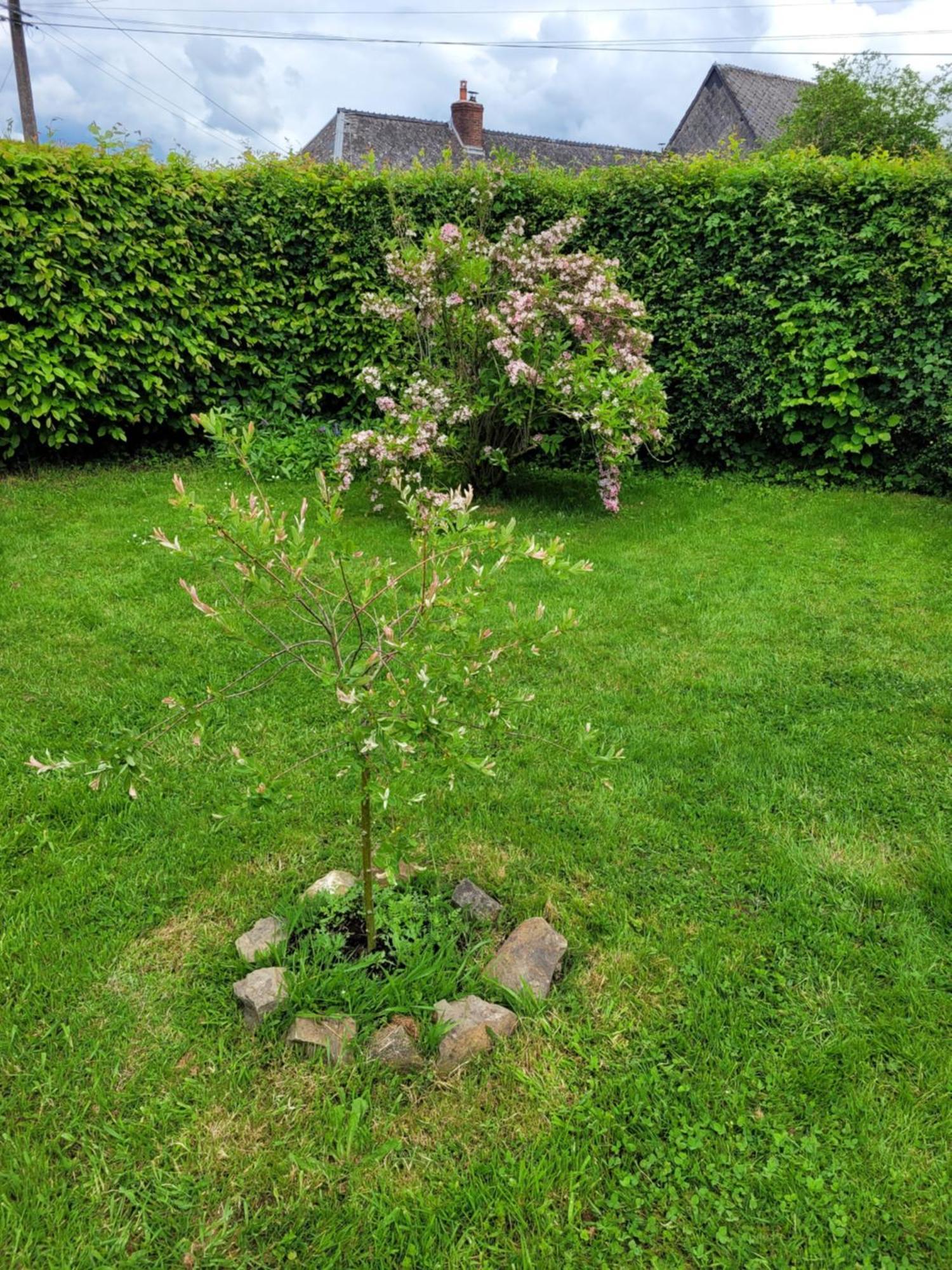 Studio Bienvenue Du Cote De Chez Nous Avec Jardin Privatif Wignehies Eksteriør bilde